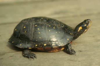 spotted turtle (photo credit Jim Harding)