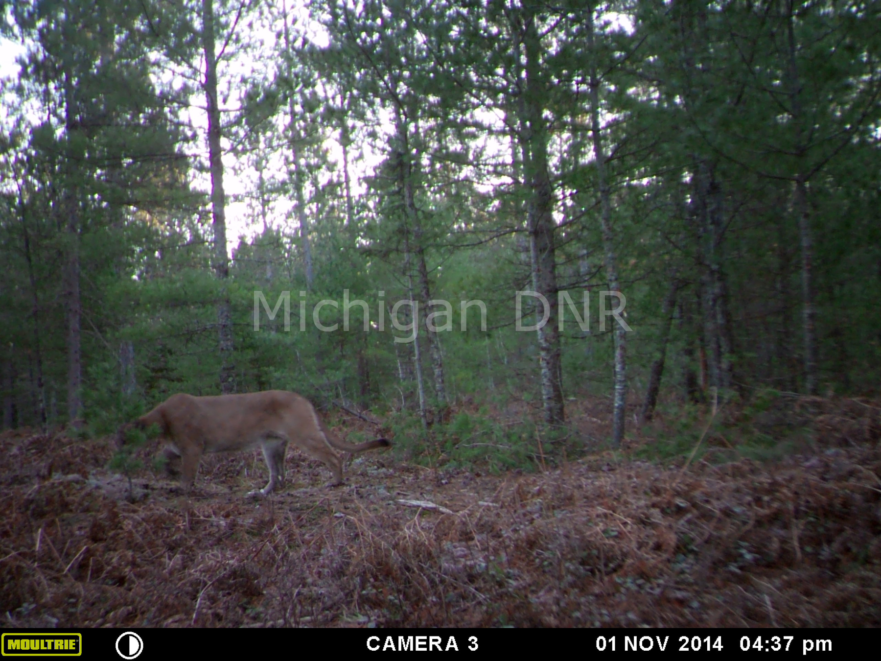 Dnr Confirms Recent Cougar Photos Taken In Eastern Upper Peninsula