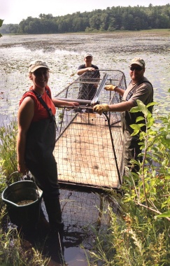 Flat River SGA duck trap