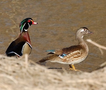 wood ducks