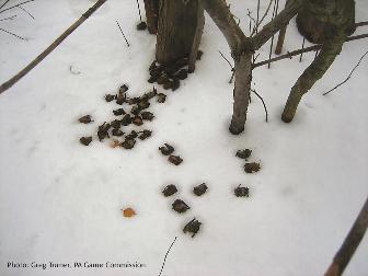 dead bats, WNS - Pennsylvania
