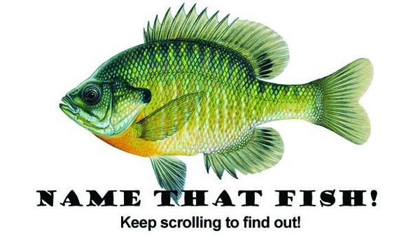 Name that fish!