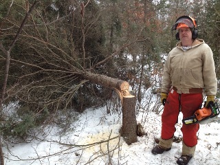 man hinge-cutting a pine tree