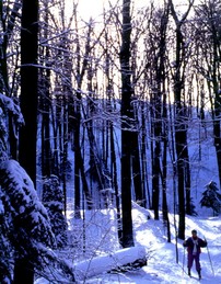 Cross-country skiing through the woods