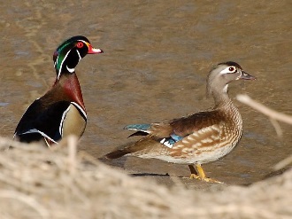 Wood ducks. Photo by Jeremy Joswick.