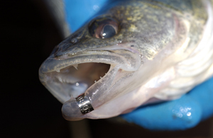 DNR asks anglers to report tagged walleye
