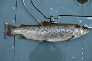 Close-up of brown trout