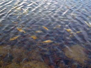 Dead bluegills underwater (example of fish kills)
