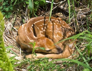 fawn curled up in grass