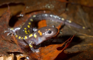 spotted salamander
