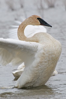 trumpeter swan on the water