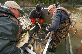 Fisheries biologists evaluating walleyes