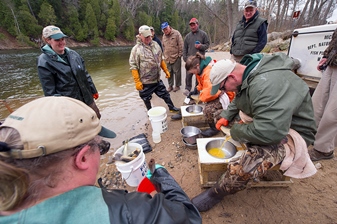 Fish hatchery workers with walleye on the shore