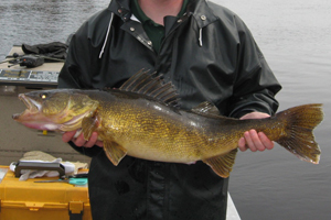 Angler holding on to walleye