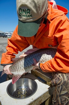 DNR fisheries staffer collecting eggs from a muskie
