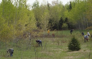 Marquette County tree planting