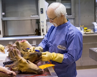 wildlife veterinarian working with deer carcasses
