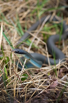 A blue racer snake in Michigan