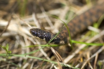 Kirtland's snake in Michigan