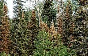 spruce budworm browning