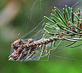 spruce budworm webbing