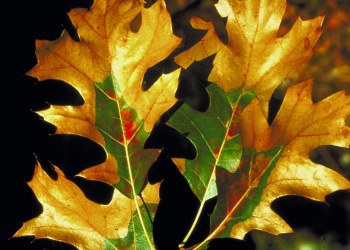 Leaves impacted by oak wilt disease. Leaves impacted by oak wilt disease.
