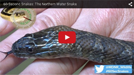 Northern Water Snake Identification Video - Click to play