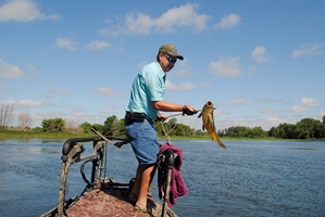 bow fisherman with carp on arrow