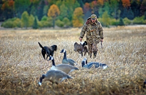 Canada geese