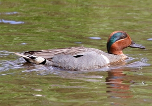 male green-winged teal swimming