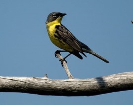 Kirtland's warbler perched on branch