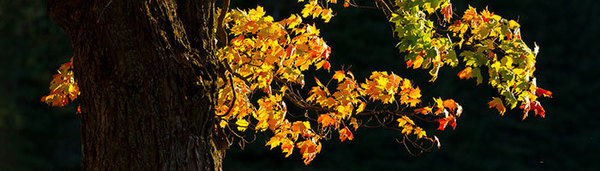 fall tree and leaves