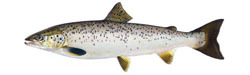 Profile of Atlantic salmon