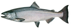 Profile of Chinook salmon