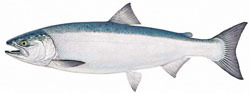 Profile of coho salmon