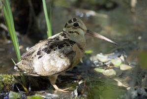 woodcock close-up