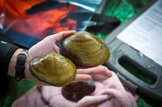 male and female mussels in someone's hand