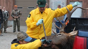 DNR biologists age an elk at a check station