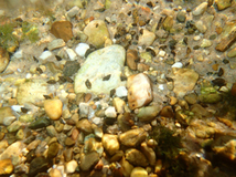 New Zealand mudsnails