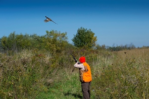 hunter prepares to shoot fleeing pheasant