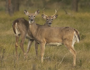 buck and doe in field