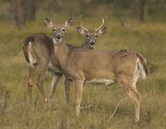 buck and doe in field