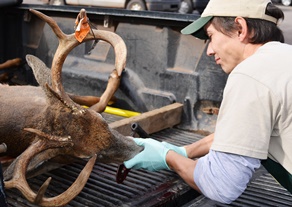 DNR wildlife technician ages an 8-point buck