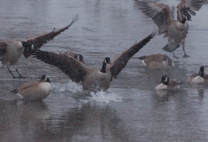 Canada geese are plentiful at the Muskegon County Wastewater System  