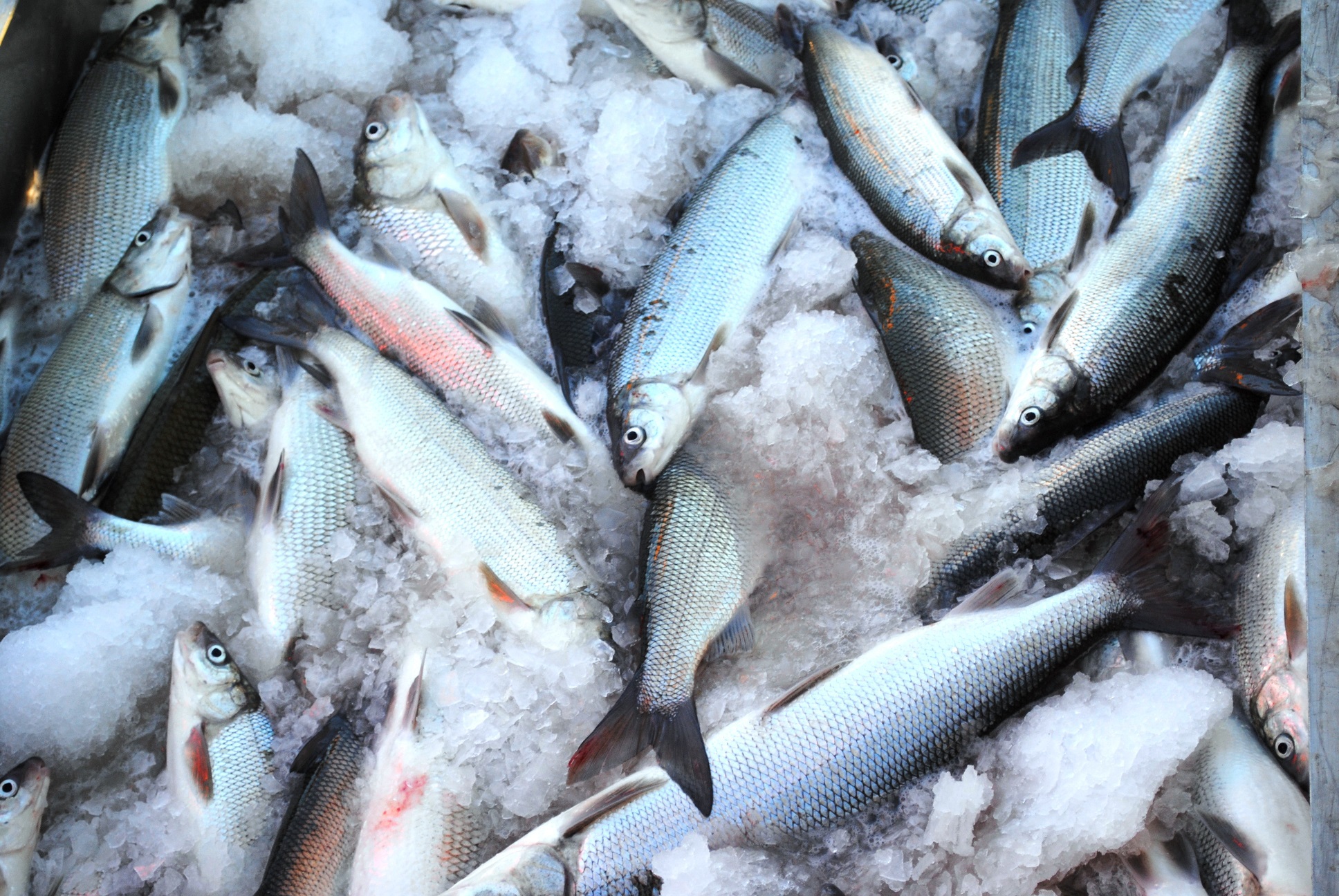 Lake Huron whitefish, on ice, before going to the market.