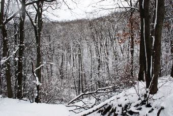 A scenic view of the trees with snow at Yankee Springs