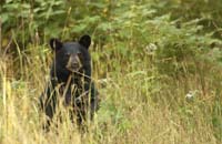 A Michigan black bear is shown looking toward the camera from behind some grass.