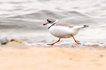 Piping Plover