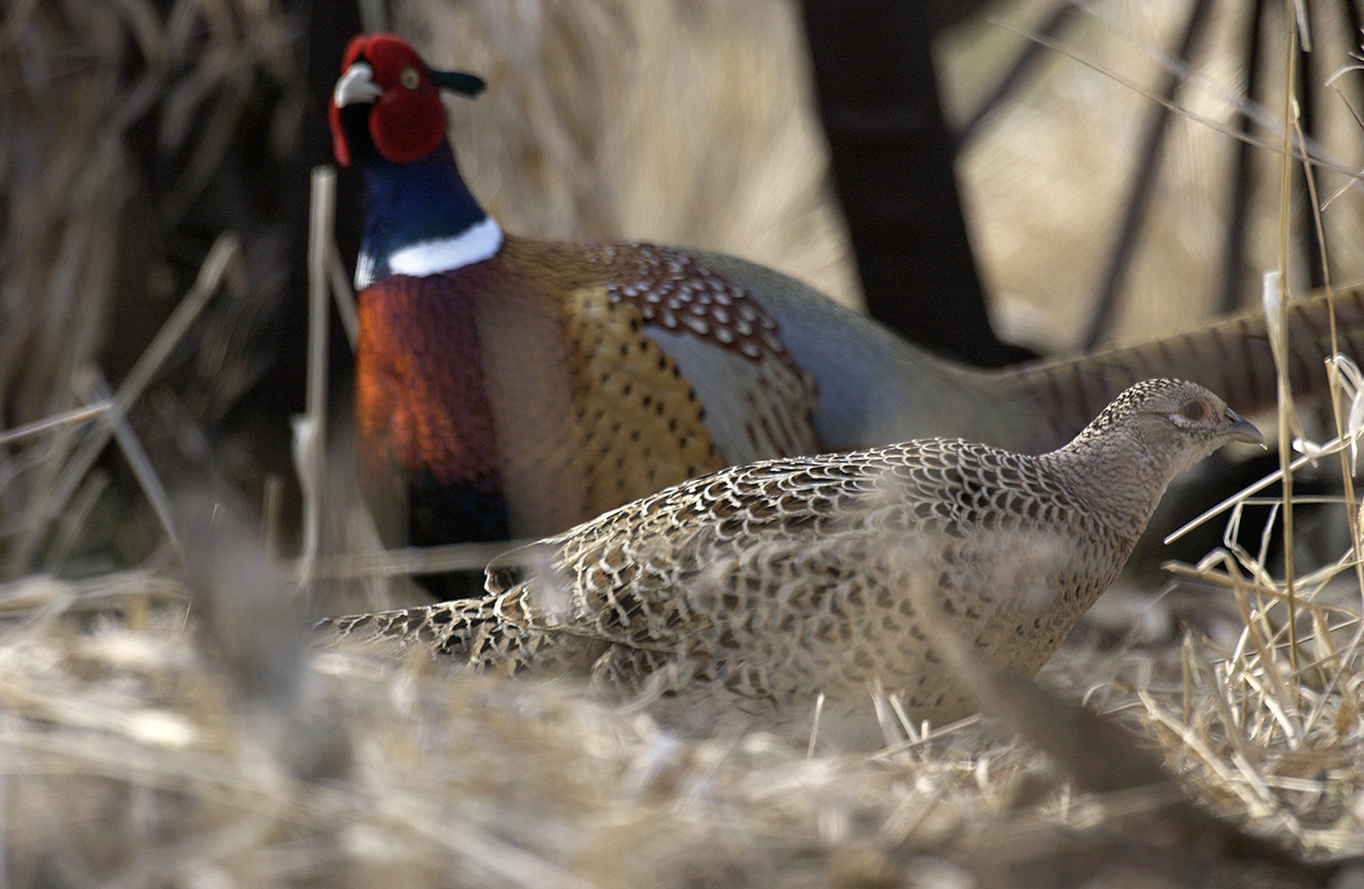 A male and female ring-necked pheasant are shown. The male, in the background, is much more colorful.