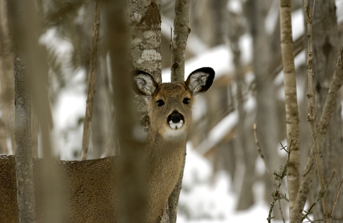 An antlerless deer looks toward the camera while standing in a wooded area in winter.